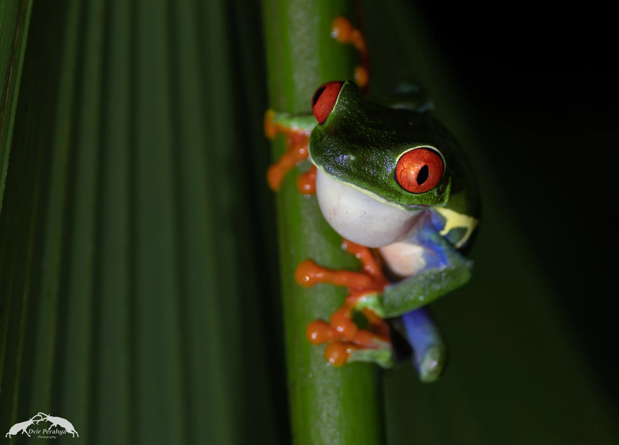 Red-eyed tree frog, Arenal